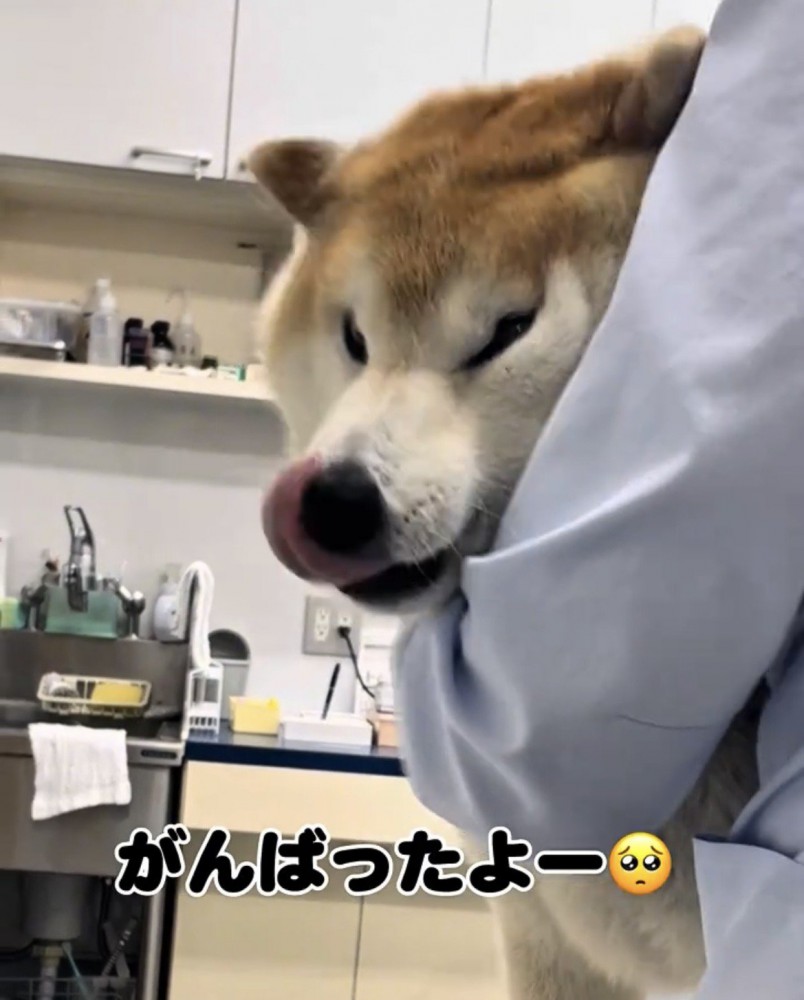 鼻を舐める犬