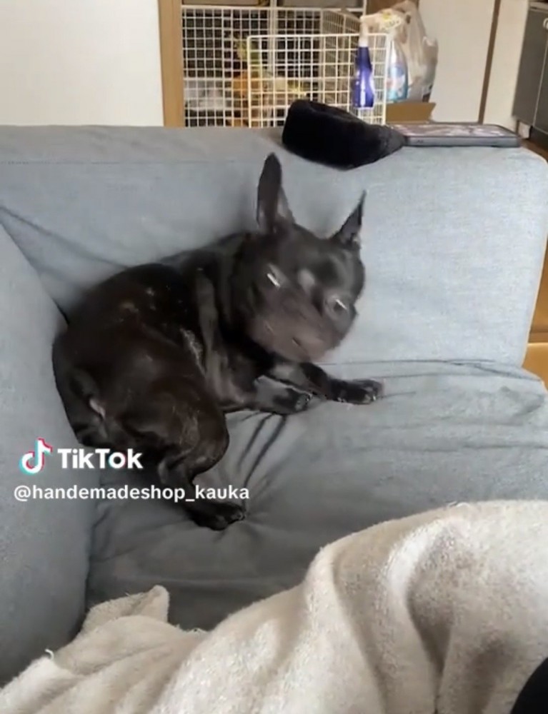 勢いよく振り向く犬