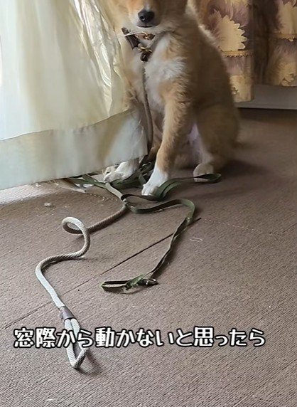 窓際でじっとしているアルウィンくん
