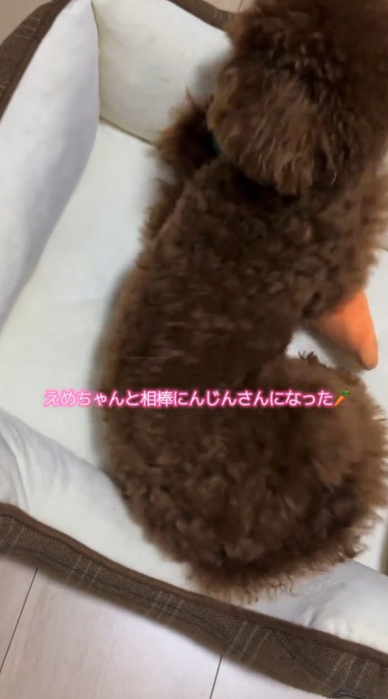 ぬいぐるみに覆い被さる子犬