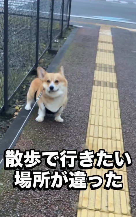 お散歩中に立ち止まったジノくん