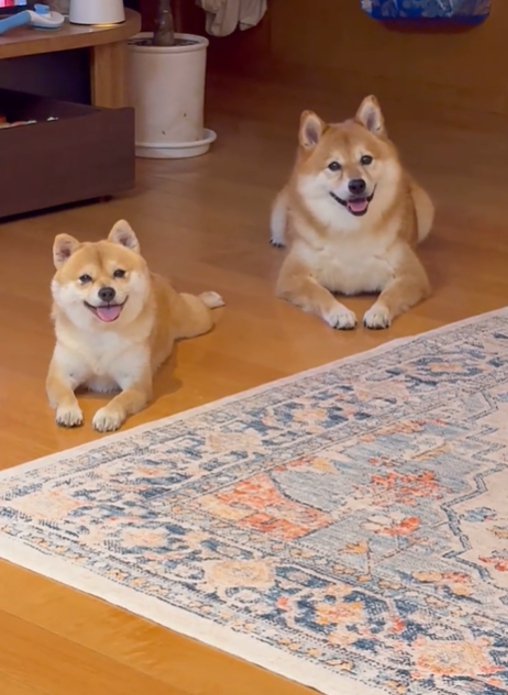 こちらを見る2匹の犬