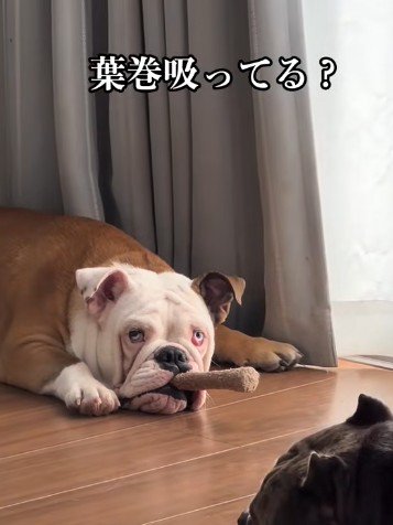 葉巻を咥えた強面のボス！？
