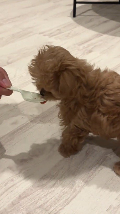 スプーンに入った犬用フードを食べる子犬