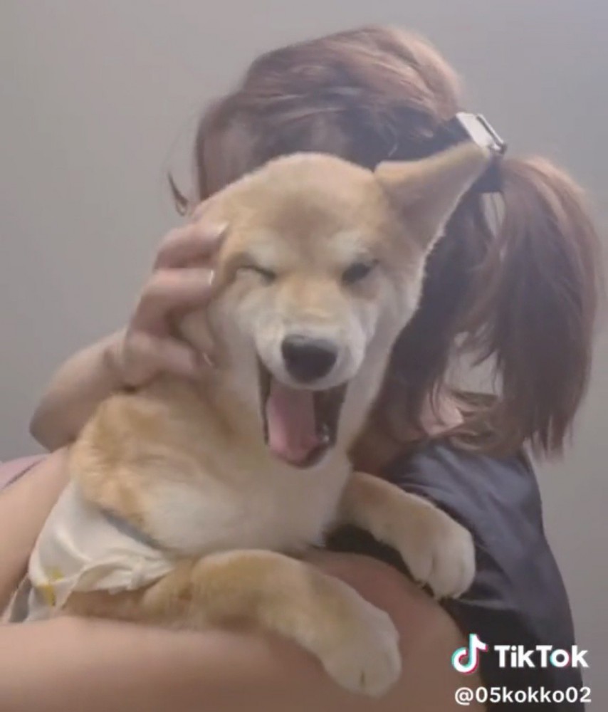 口を大きく開けてあくびする犬