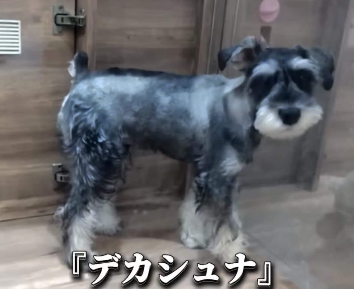 小部屋に立つ犬