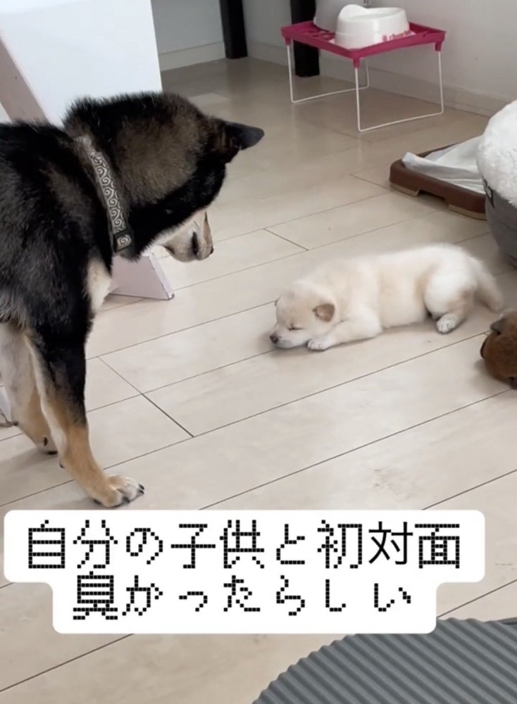 子犬を見つめる犬
