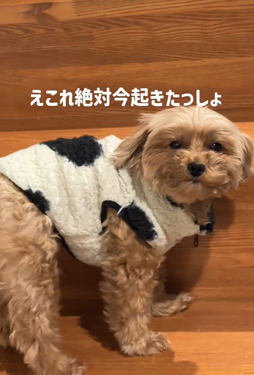 チャチャちゃんのお出迎え2