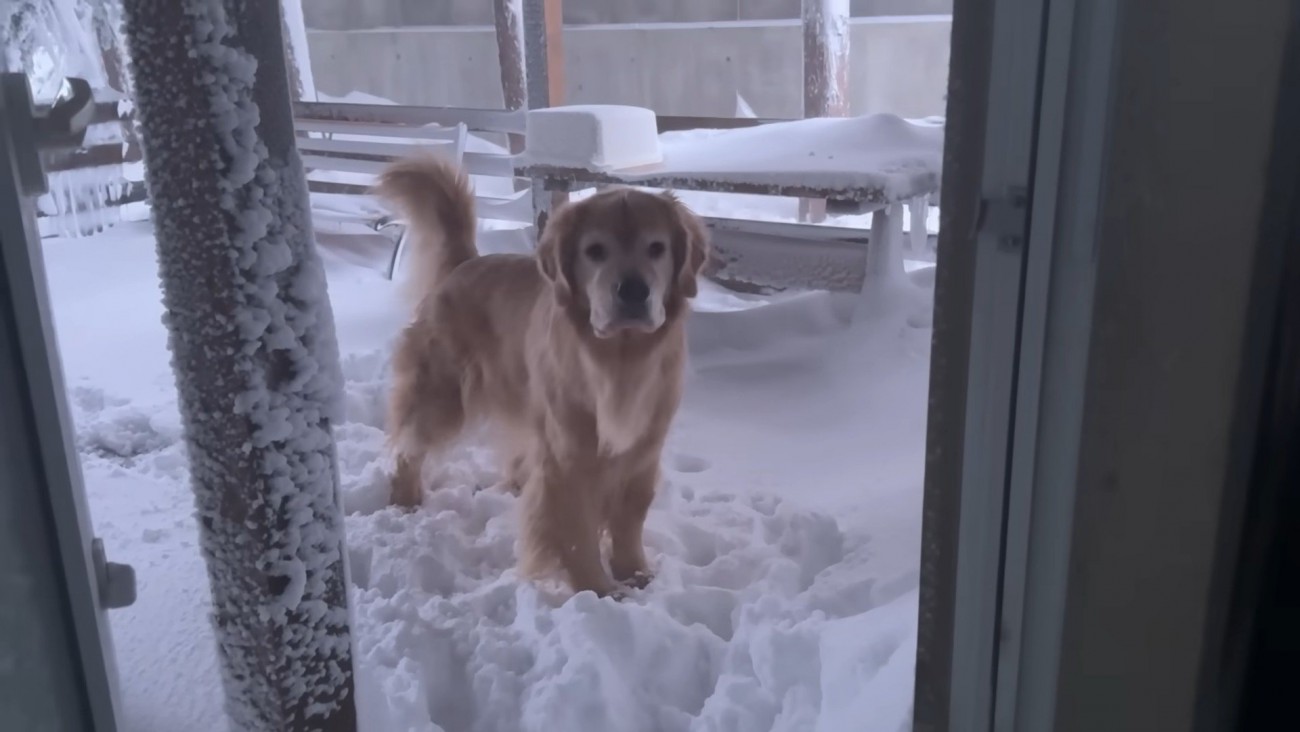 ルークくんは外に出ようとしません