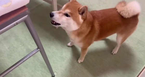 「ひよりちゃんを返して！」