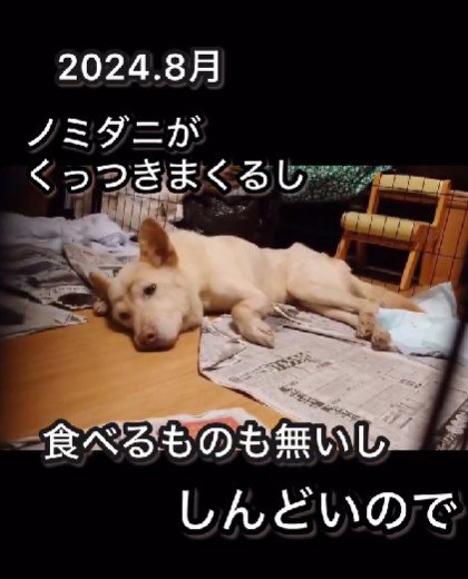 ガリガリの犬を保護