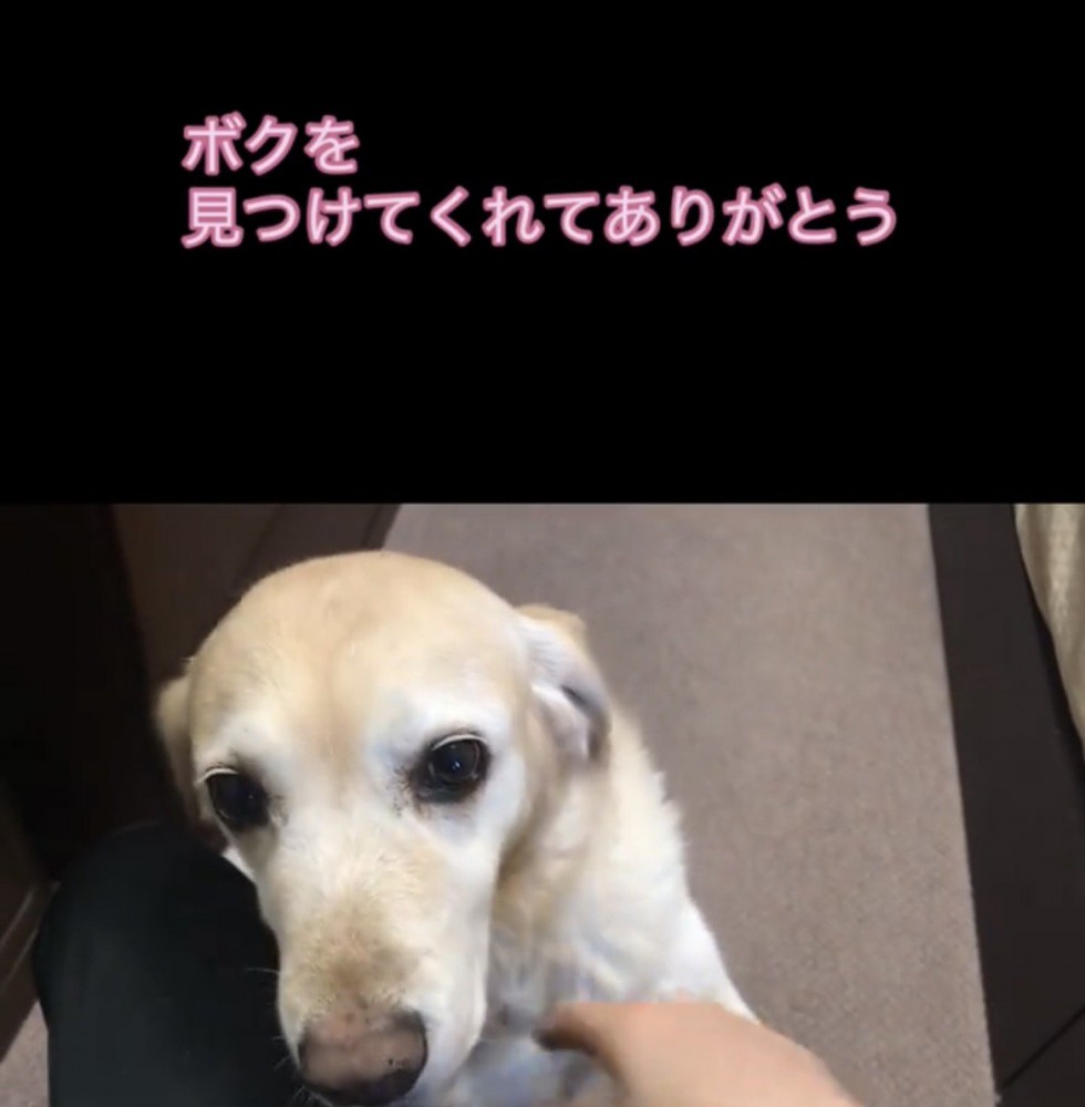 人のそばで甘える犬