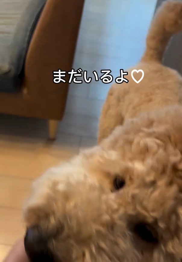 撫でられるシャビくん