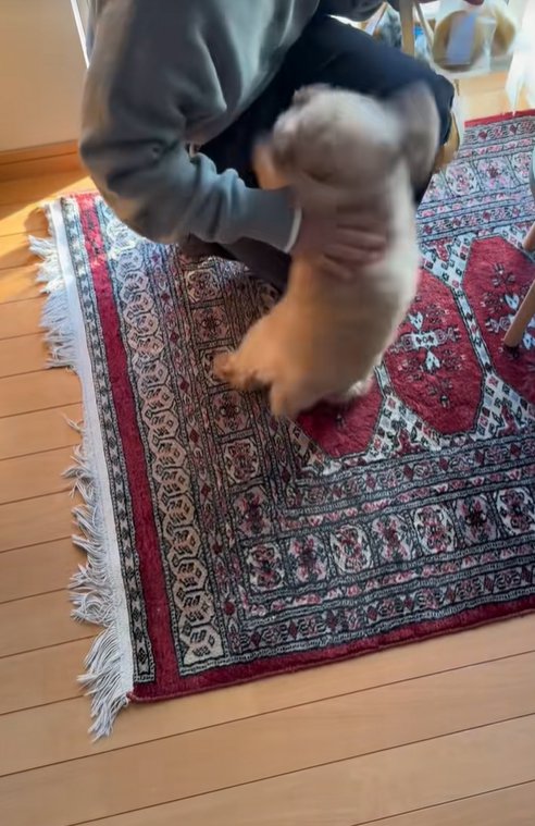 客に撫でてもらう小型犬