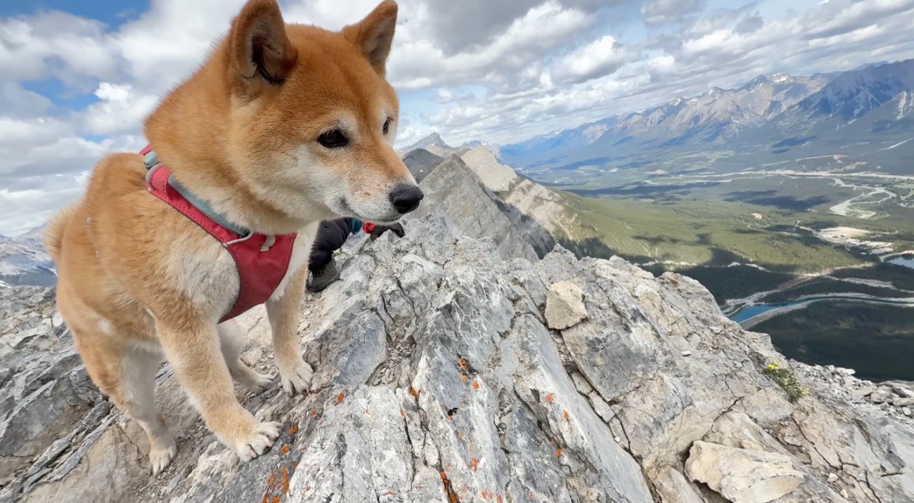 山頂から向かいの山を見つめるメスの犬