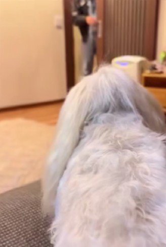 亡くなった杏ちゃんのぬいぐるみ