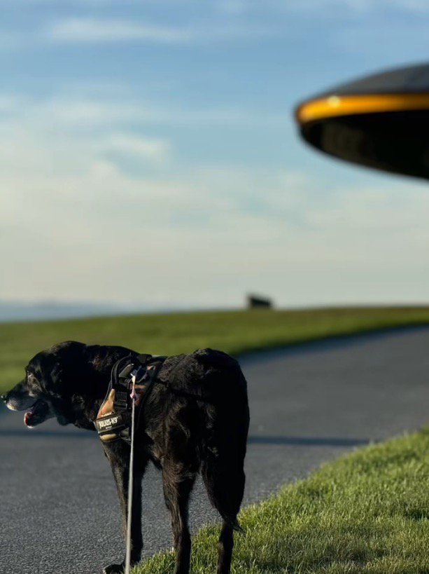 青空の下、女性と散歩をする犬