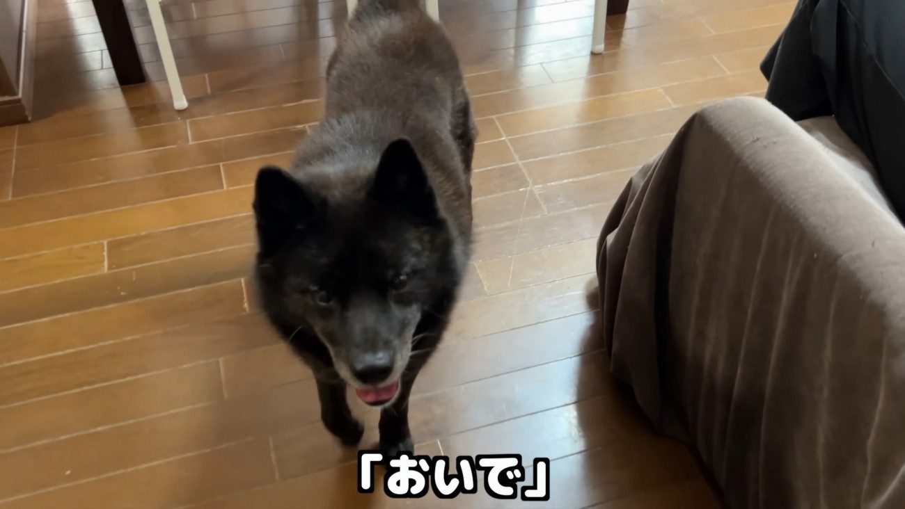 パパさんのもとへ…