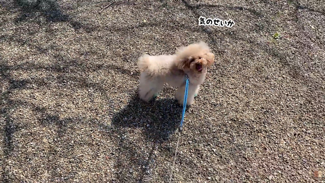 「いや、気のせいか～」