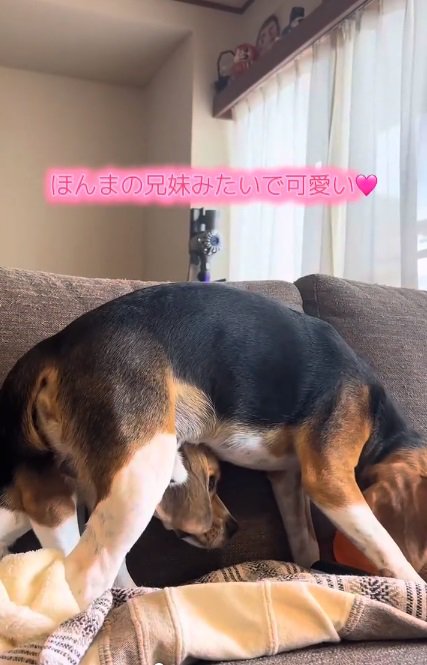 顔を出すベルちゃん