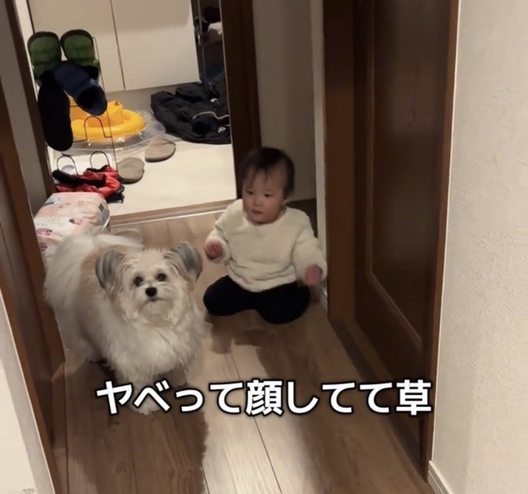 廊下で並んで立ち止まる犬と赤ちゃん
