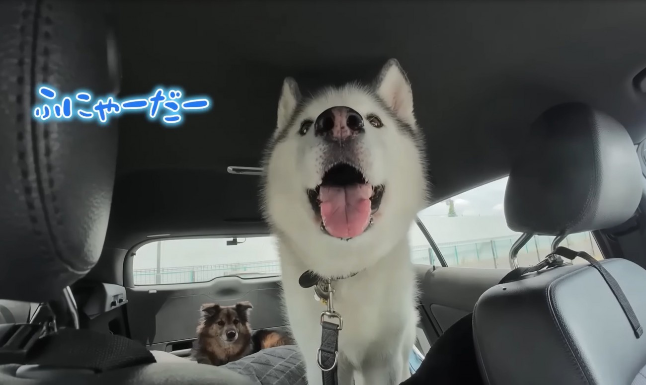 車の中で泣き喚く犬