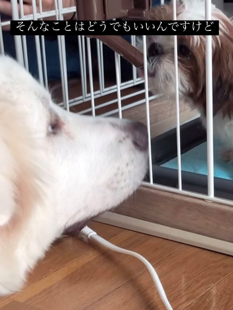 柵越しに見つめ合う犬たち