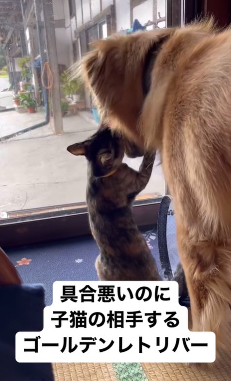 子猫と遊ぶ大型犬