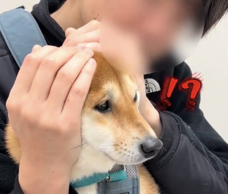 横を見て固まる犬