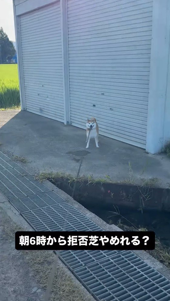 シャッターの前から動かない犬と、リードを張る飼い主