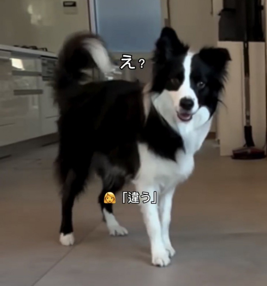 立ち尽くす犬