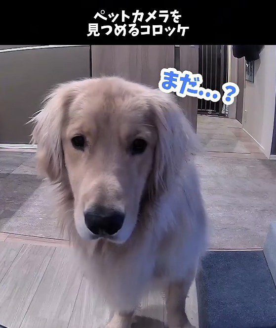 カメラのレンズを覗き込む犬