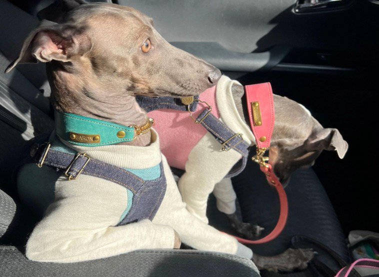 どこかの社長のよう…！