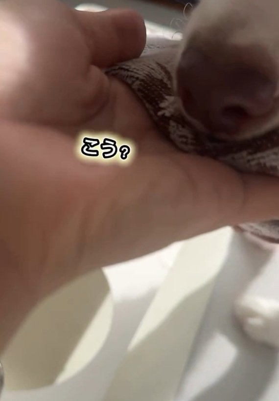 タオルで口を拭くピエナちゃん