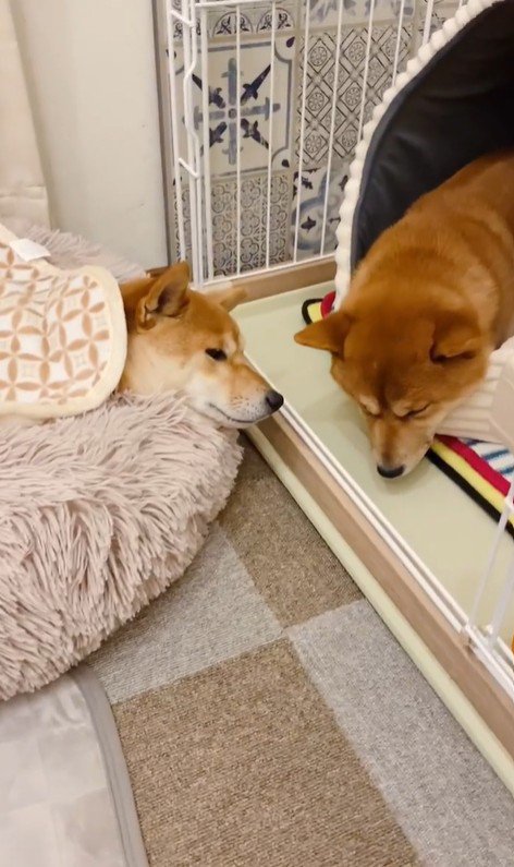 うにちゃん＆きぬ君の日常4