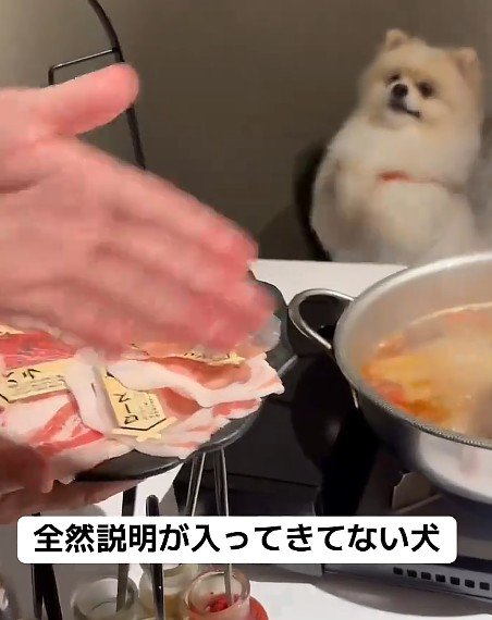 可愛すぎて説明が入ってこない…