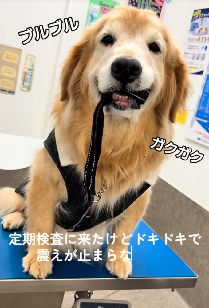 震える大型犬