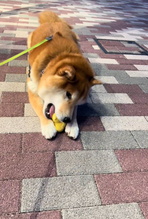 おもちゃを買ってほしいどんちゃん9