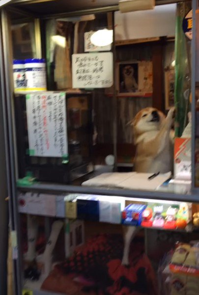 柴犬のシバちゃん！！