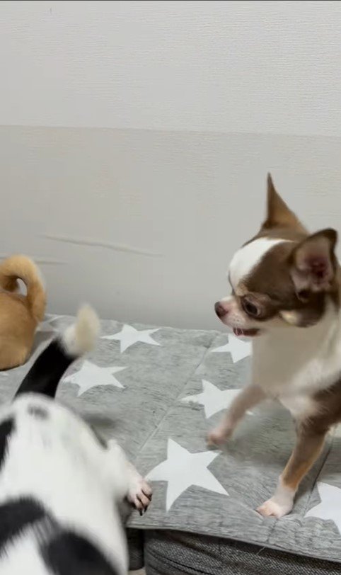 うめちゃんの遊びの誘い方⑩