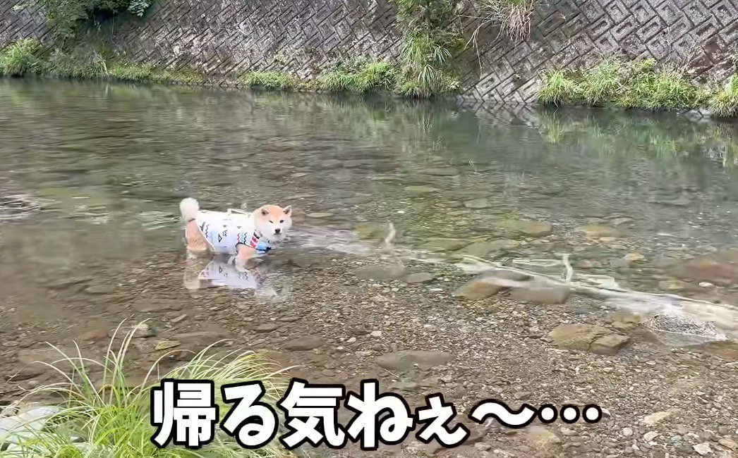川の中に足を入れて、女性の方を見つめる柴犬