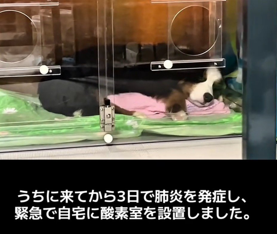 酸素室に横たわる子犬