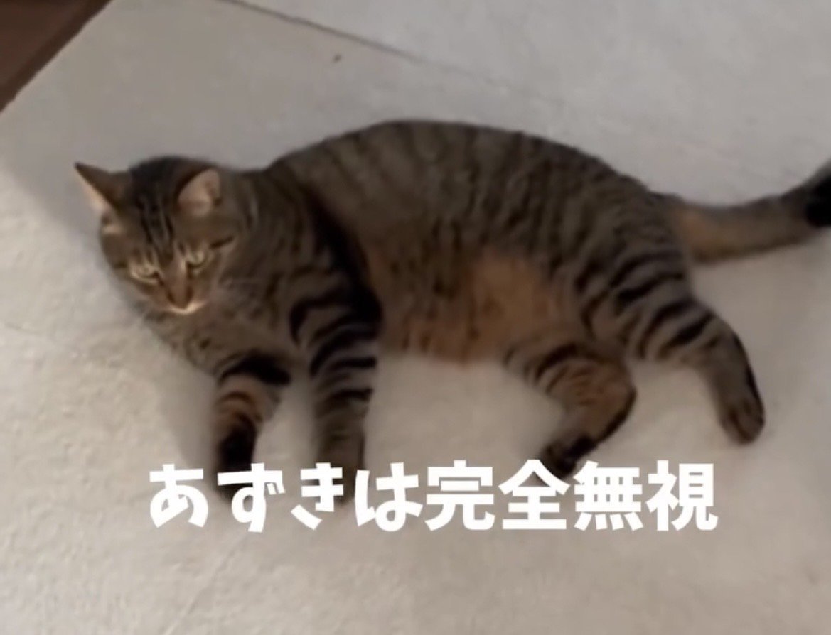 くつろいだままの猫