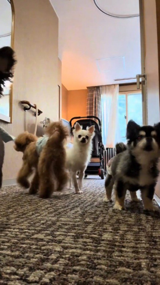 ドアの前に集まる4匹の犬