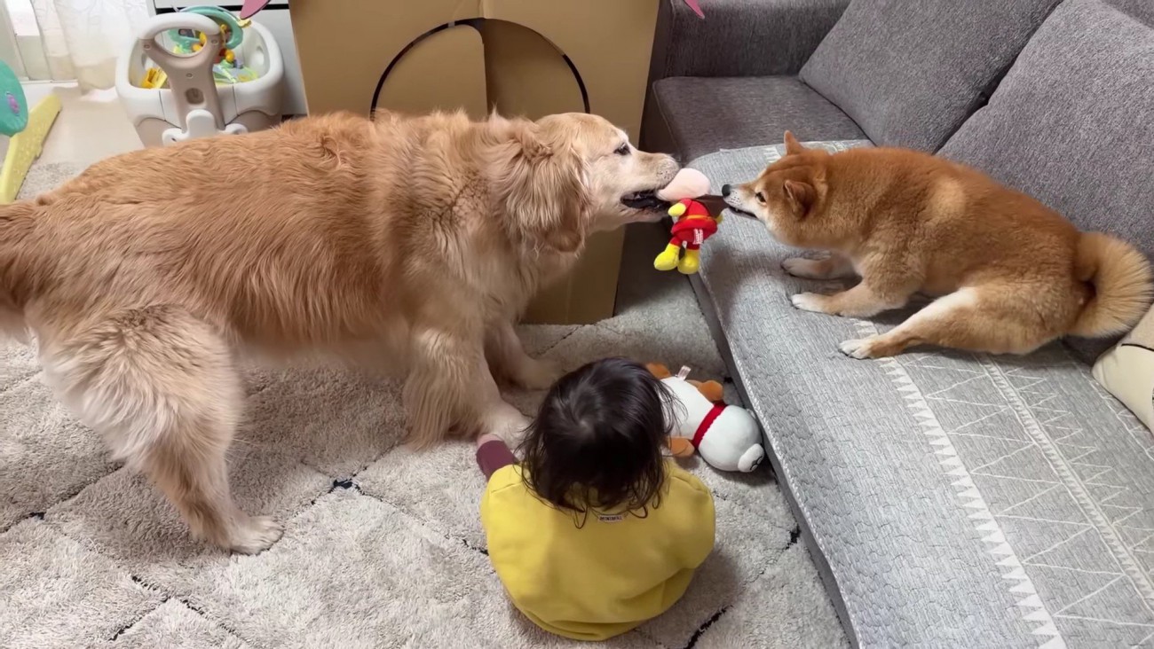 取り合いになった2匹