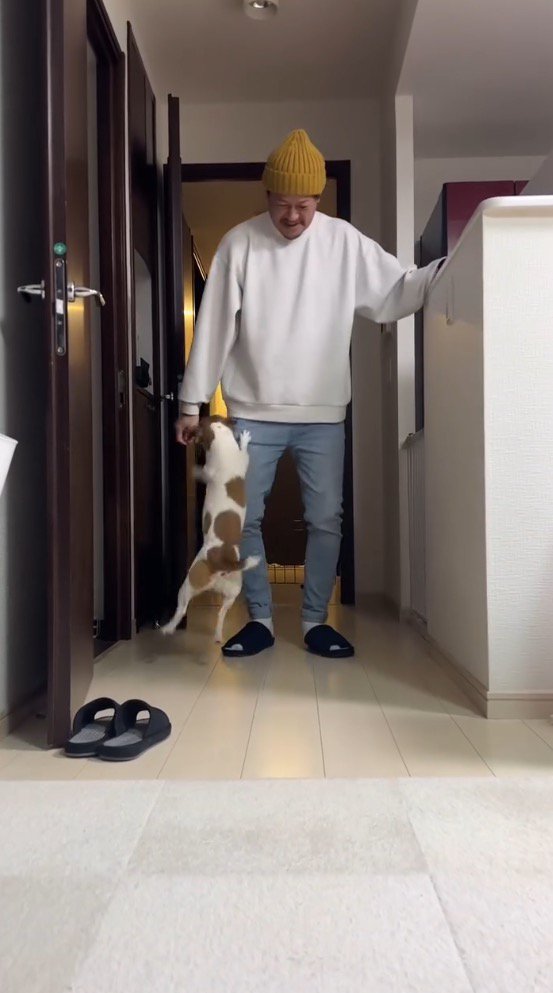 男性に向かってジャンプする犬