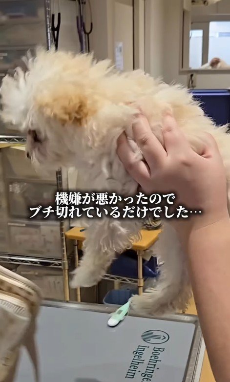 注射後のぱうちゃん8