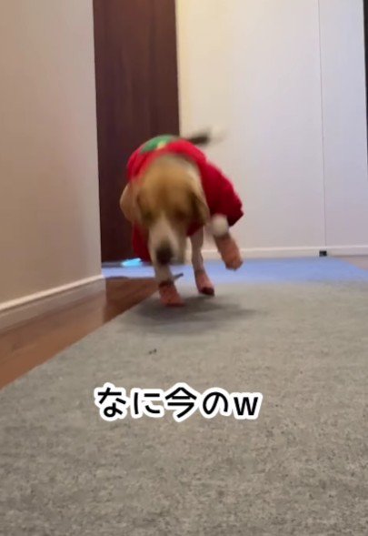 側転からの猛ダッシュ！！