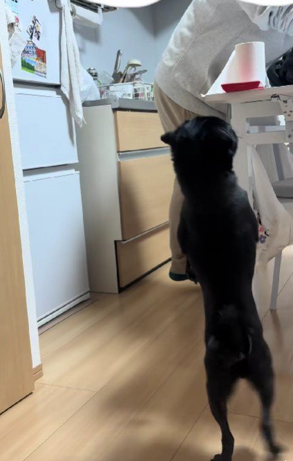 パグとは思えない