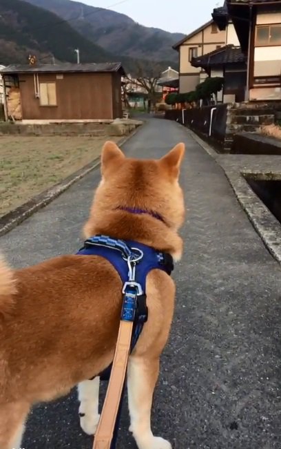 切ない後ろ姿のあお君